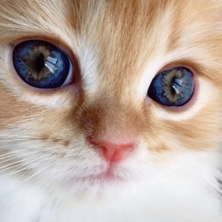 Those beautiful eyes! Join our group: Happy Cats