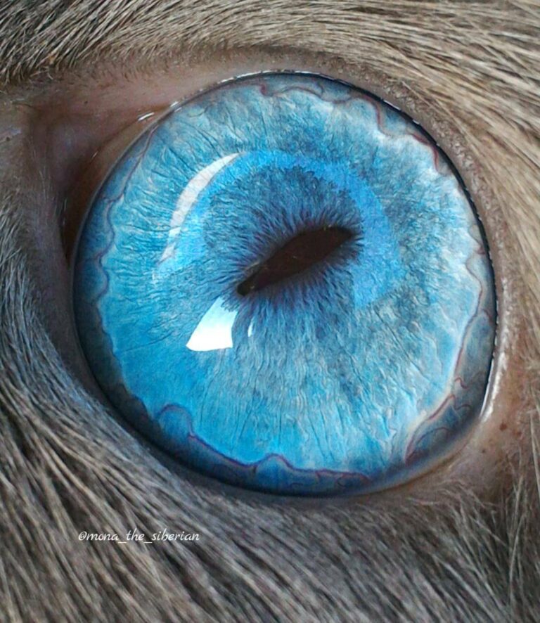 Those blue eyes! (Via: Mona The Siberian) Join our group: Happy Cats