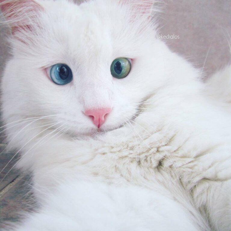 Those eyes! Join our group: Happy Cats