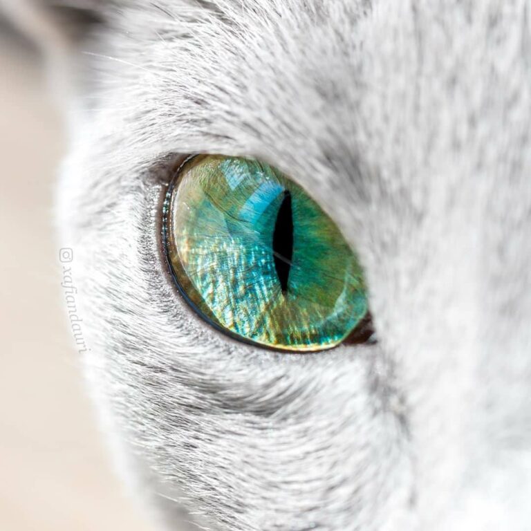 Those green eyes! (Via: Xafi and Auri) Join our group: Happy Cats