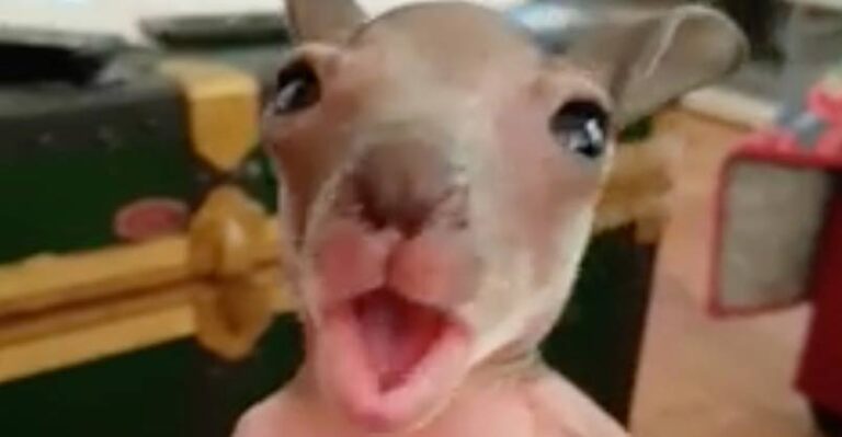 Tiny Baby Kangaroo Having a Yawn is the Cutest Thing You’ll See Today