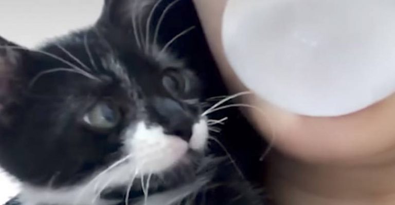 Tiny Kitten Can't Resist Bursting His Human's Bubble - We Love Cats and Kittens