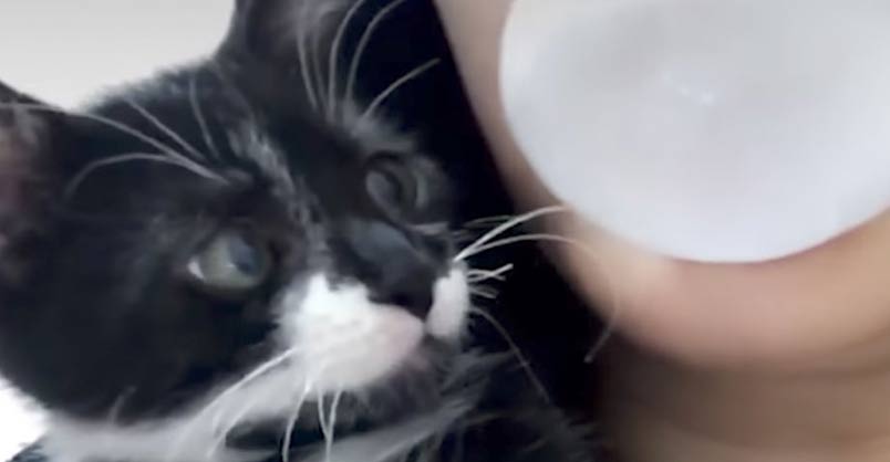 Tiny Kitten Can’t Resist Bursting His Human’s Bubble – We Love Cats