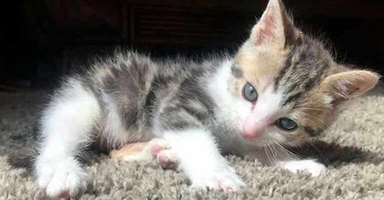 Tiny Kitten Found Barely Breathing Becomes The Ultimate Fighter – We