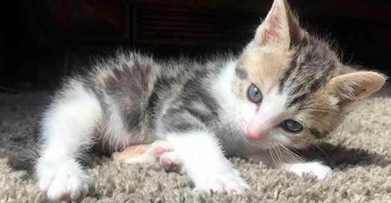Tiny Kitten Found Barely Breathing Becomes The Ultimate Fighter – We