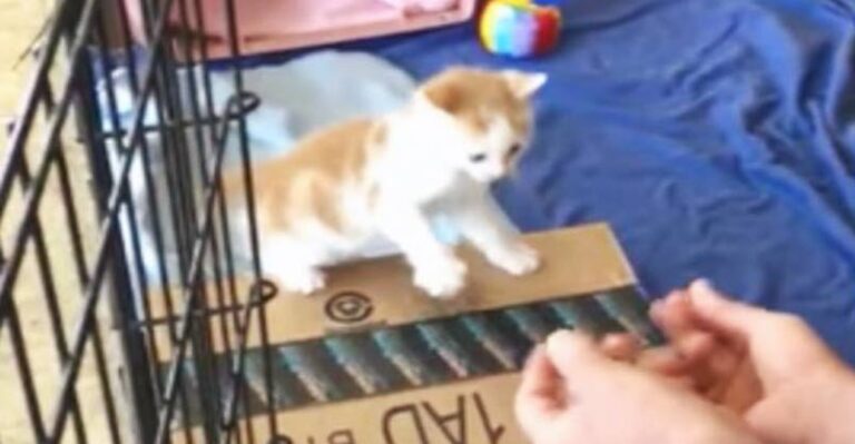 Tiny Kitten Jumps Into Human Hands