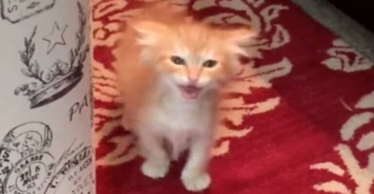 Tiny Kitten Orders a Meal! – We Love Cats and Kittens