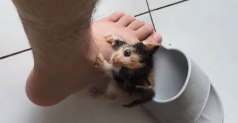 Tiny Kitten Rejected by Her Own Mom Finds Love – We Love Cats and