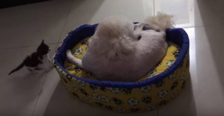 Tiny Kitten Shows The Dog Who’s Boss – We Love Cats and Kittens