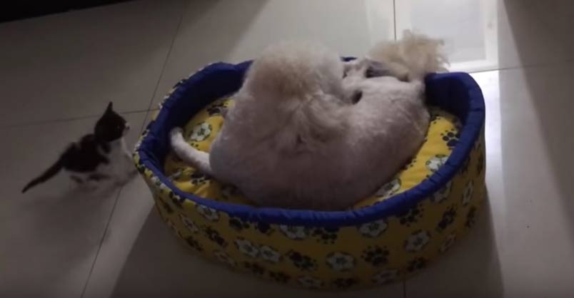 Tiny Kitten Shows The Dog Who’s Boss – We Love Cats and Kittens