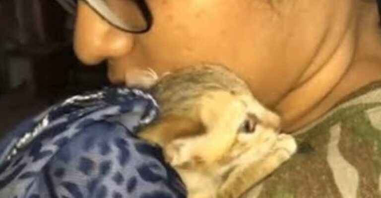 Tiny Kitten Uses Instincts To Help Rescuers Save Her – We Love Cats