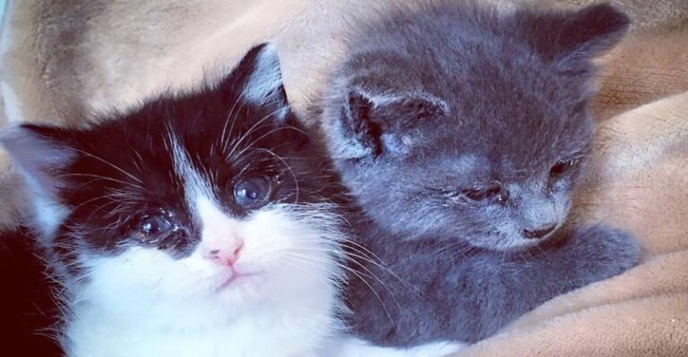 Tiny Kittens Found Holding Each Other Refused To Let Go – We Love
