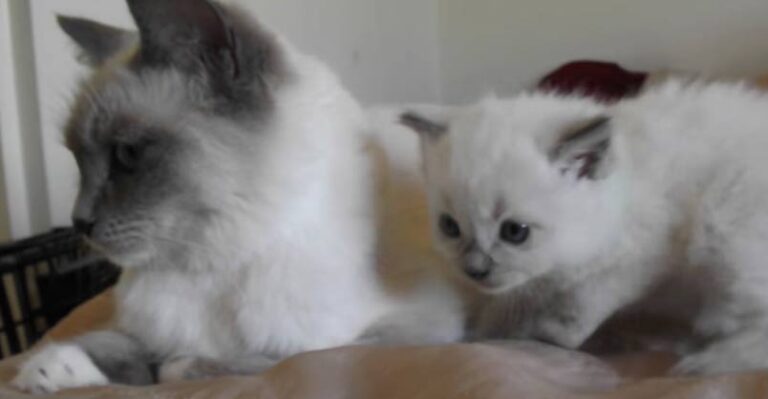 Too Cute! Adorable Mama and Kitten Having a Chat