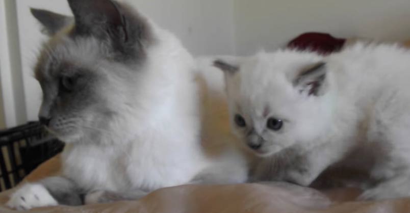 Too Cute! Adorable Mama and Kitten Having a Chat
