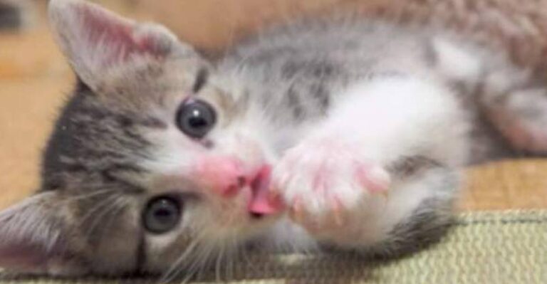 Too Cute! Ohagi the Kitten Getting to Know his Forever Home