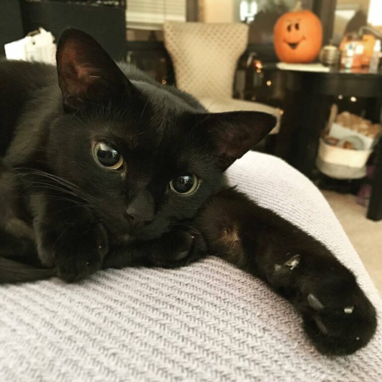 Toothless is that you?! (Via: Chicagoblackcat) Join our group: Happy