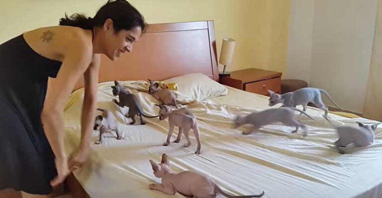 Trying to Make the Bed With 10 Very Helpful Cats !