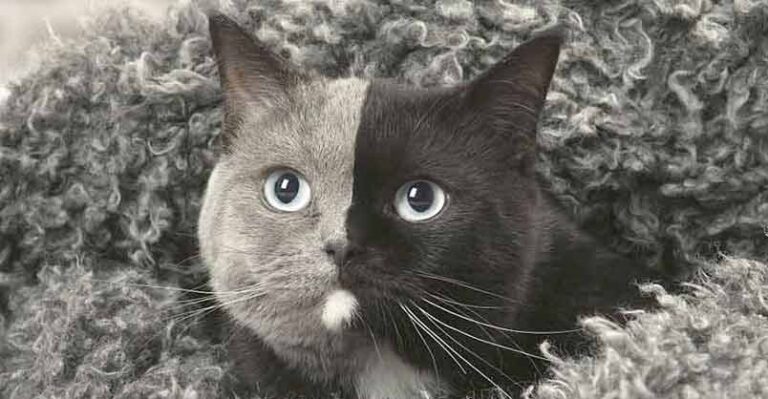‘Two-Faced’ Kitten Grows Up Into The Most Beautiful Cat Ever – We