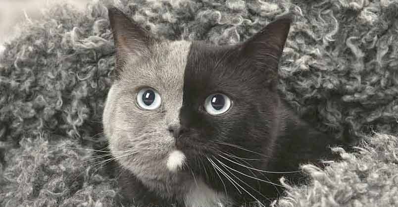 ‘Two-Faced’ Kitten Grows Up Into The Most Beautiful Cat Ever – We