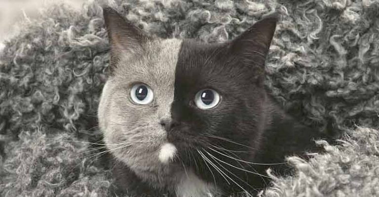 ‘Two-Faced’ Kitten Grows Up Into The Most Beautiful Cat Ever - We Love Cats and Kittens