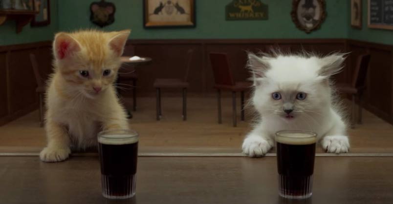 Two Irish Kittens Share a Guinness! – We Love Cats and Kittens