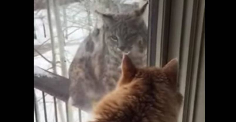 Waffle the Cat Faces Off With Bobcat – We Love Cats and Kittens
