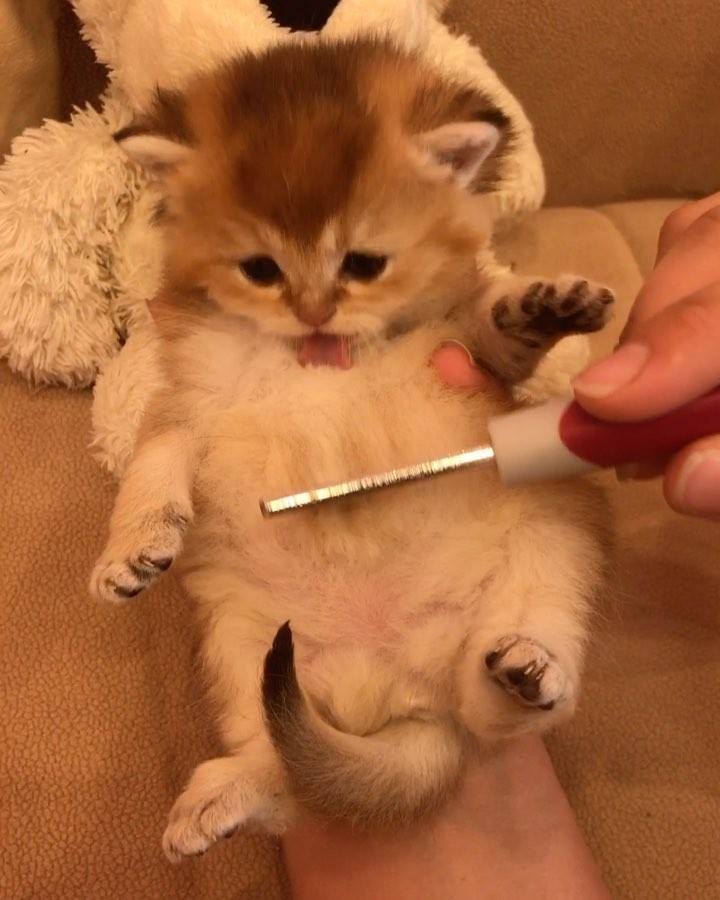 Watch Brush time!
