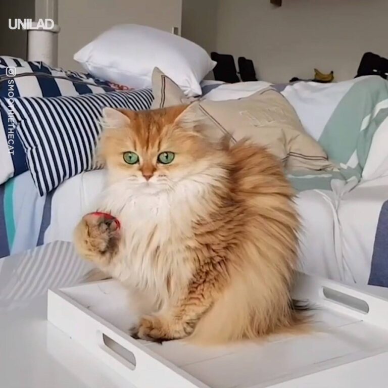 Watch Cat Catches Bobble
