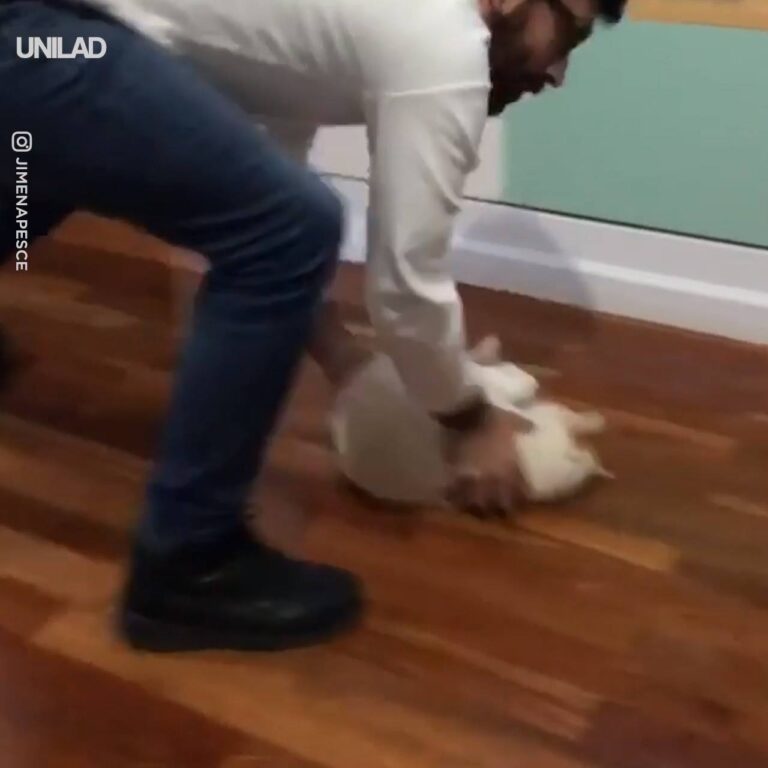 Watch Cat Loves Sliding Across The Floor