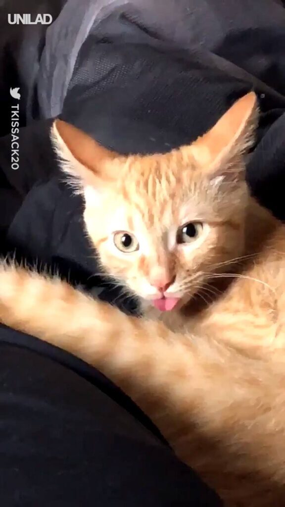 Watch Cat Sticks Tongue Out
