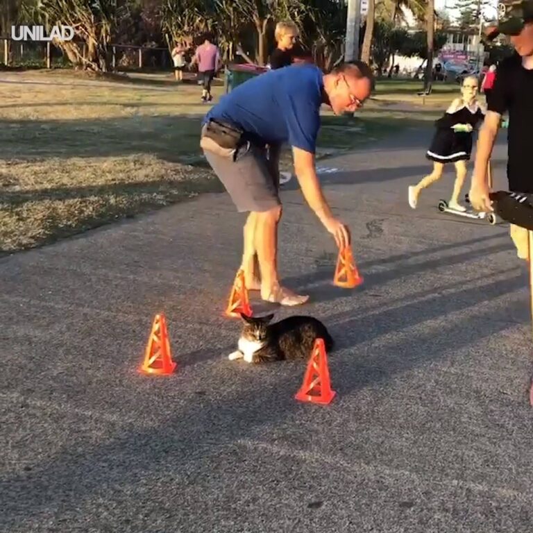 Watch Cat Surrounded By Cones