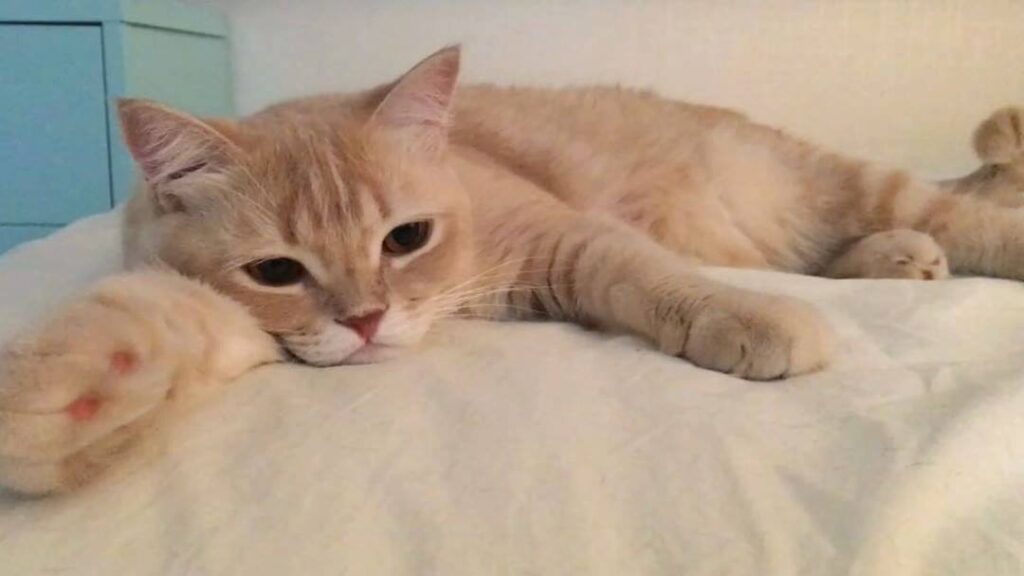 Watch Current mood