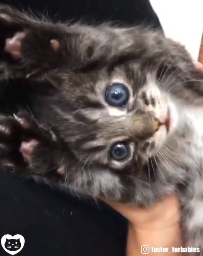 Watch Foster journey
