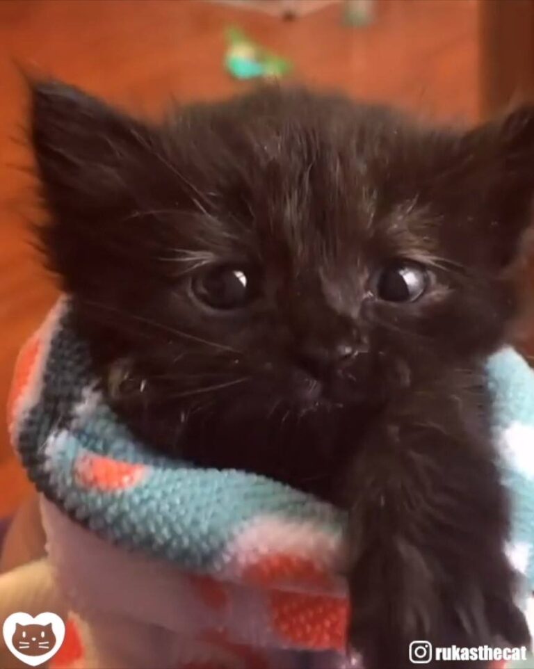 Watch Fostering saves lives!