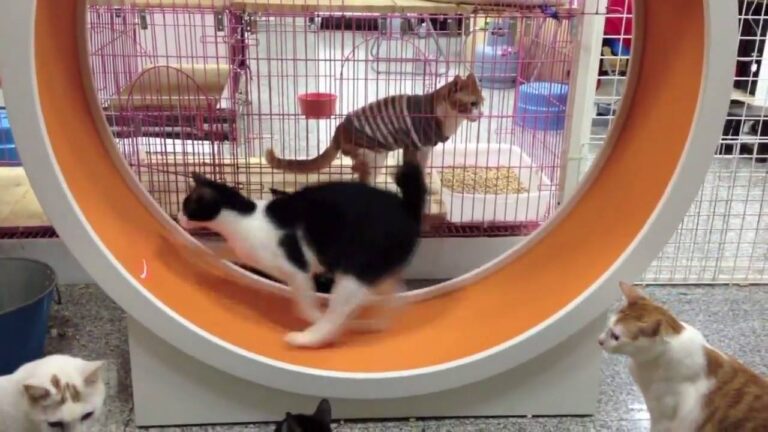Watch How to exercise your kitty