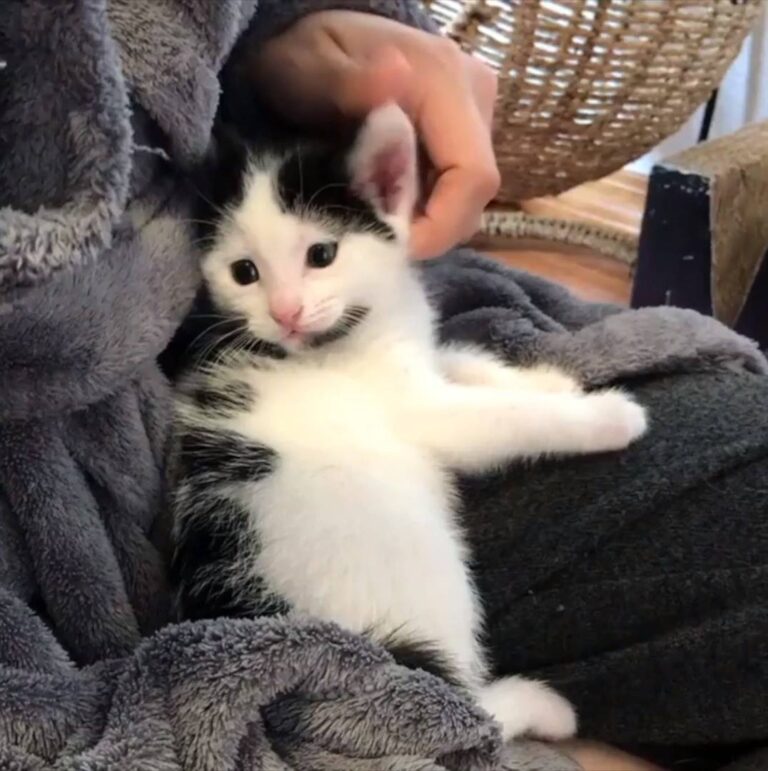 Watch Lap cat