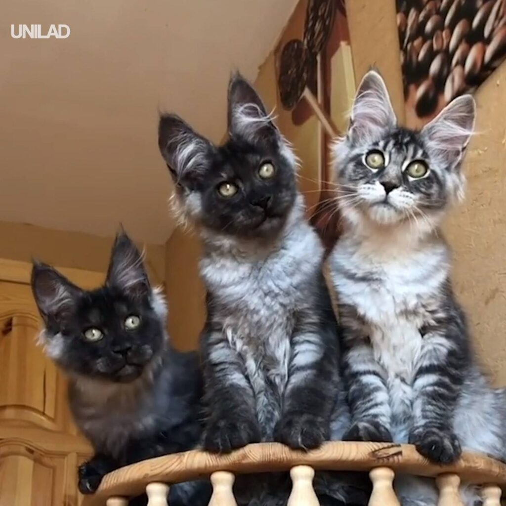 Watch Maine Coon Cats