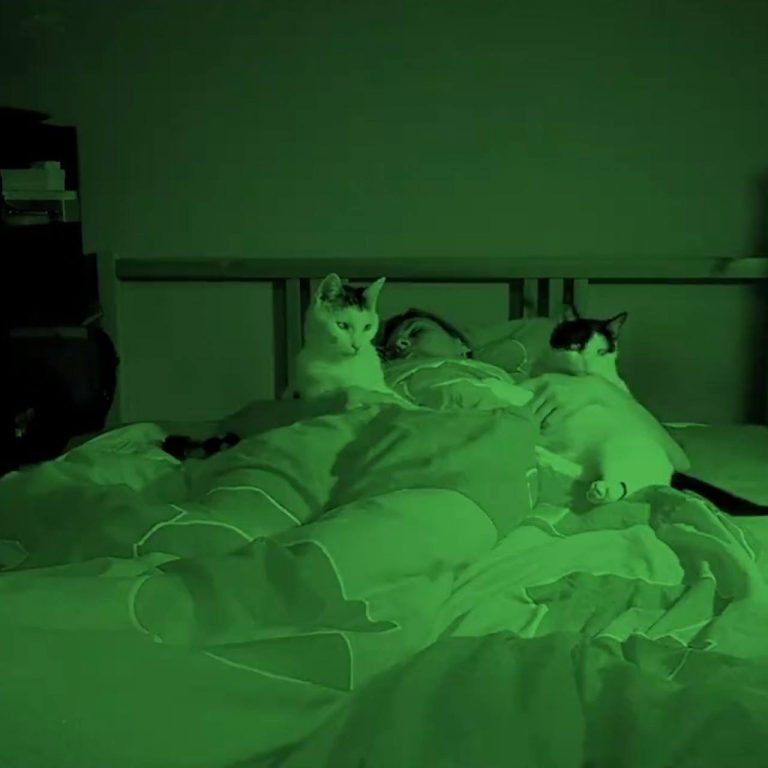 Watch Sleeping With Cats