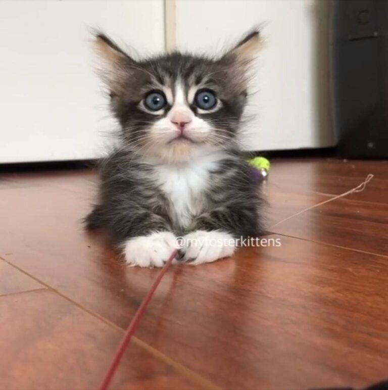 Watch Sleepy kitty