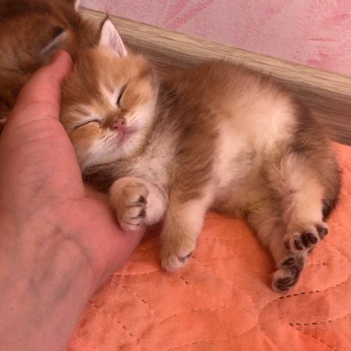 Watch What a little angel!