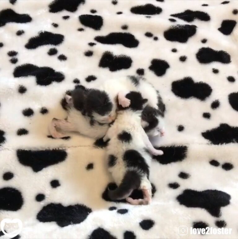 Watch adorable cow kittens