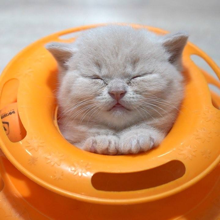 Watch “I wanna sleep, don’t disturb me.”