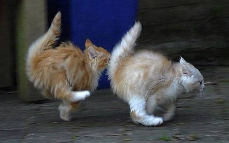 We’d Better High Tail It Out of Here!