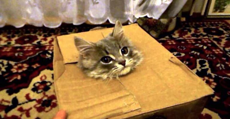 What Appeared Out of This Box Made Me Laugh Out Loud!