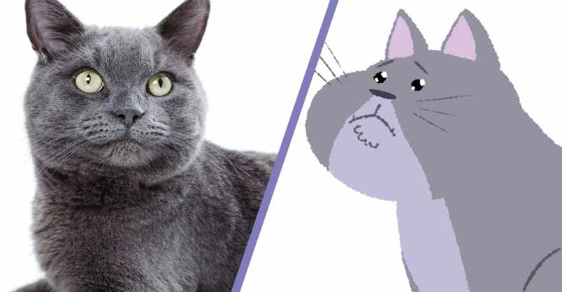 What Cats Really Think Of You