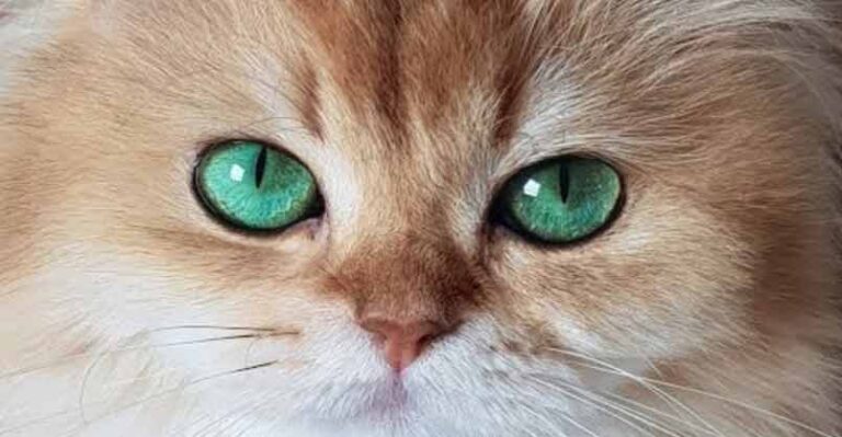 What Kind of Cat is Smoothie? – A Breed That is Often Unwanted – We