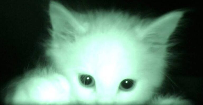 What Kittens Do At Night… – We Love Cats and Kittens