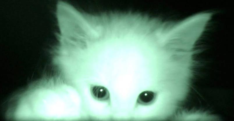 What Kittens Do At Night… – We Love Cats and Kittens