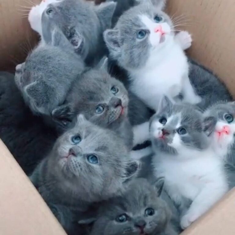 What a bunch of cuteness! Join our group: Happy Cats