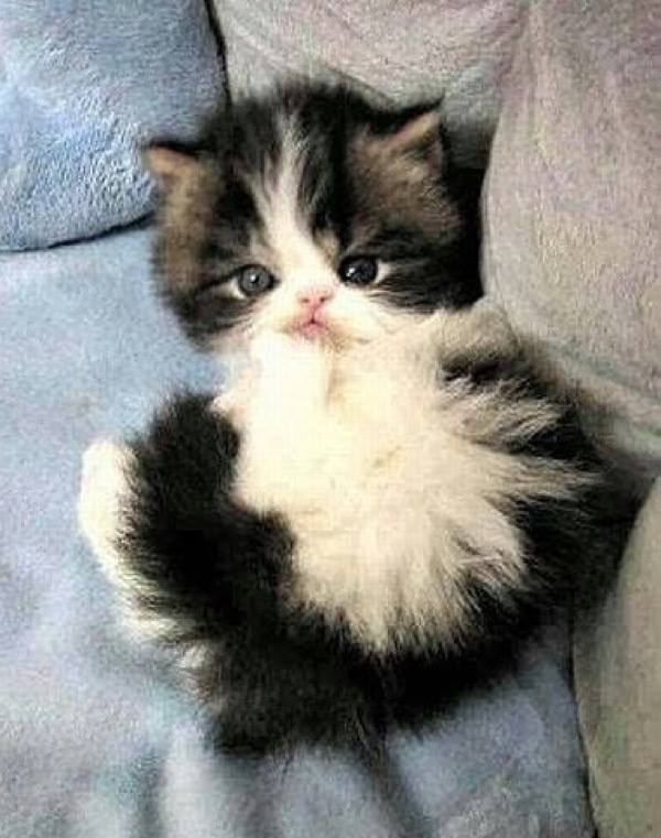 What a gorgeous ball of fur…….WANT!!!